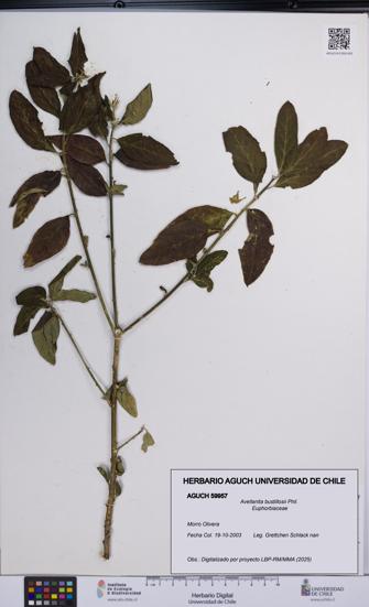 Avellanita bustillosii [Espécimen: UCH:AGUCH:0059957]