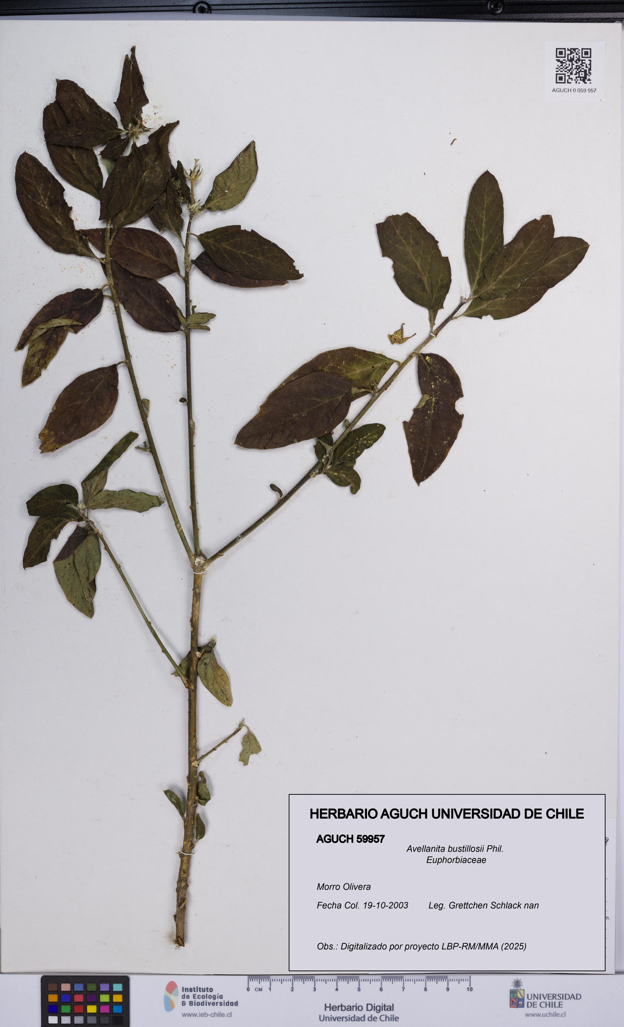 Avellanita bustillosii [Espécimen: UCH:AGUCH:0059957]