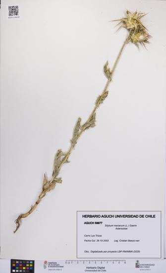 Silybum marianum [Espécimen: UCH:AGUCH:0059977]