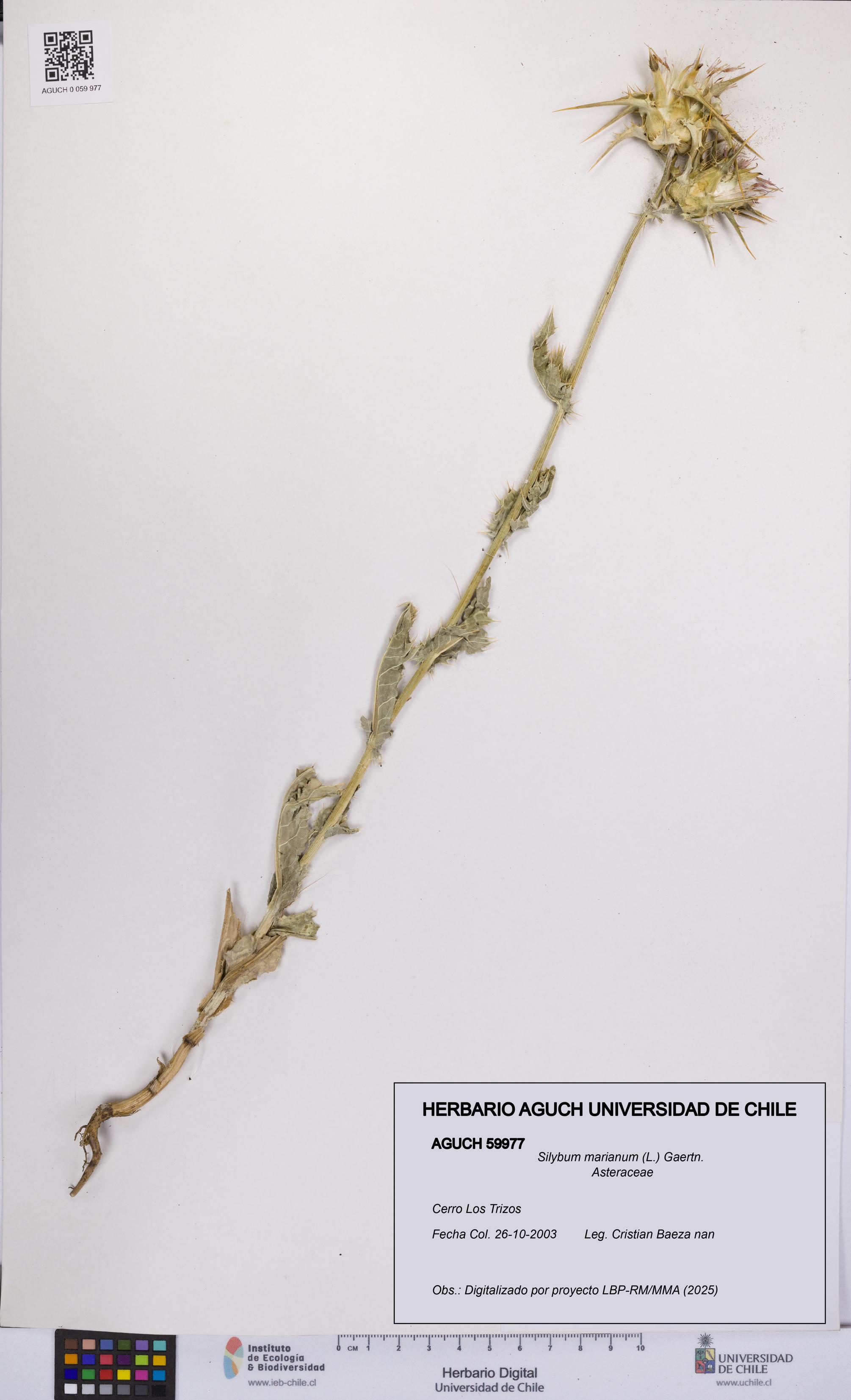 Silybum marianum [Espécimen: UCH:AGUCH:0059977]