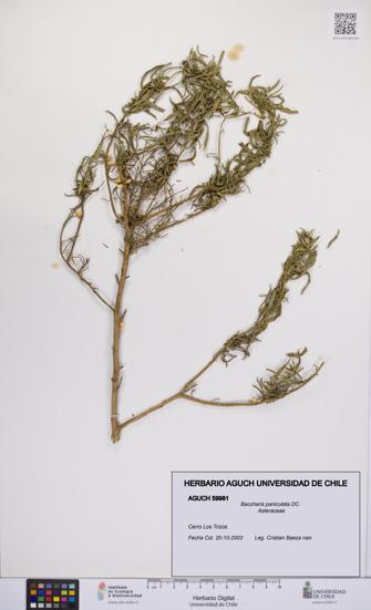 Baccharis paniculata [Espécimen: UCH:AGUCH:0059981]