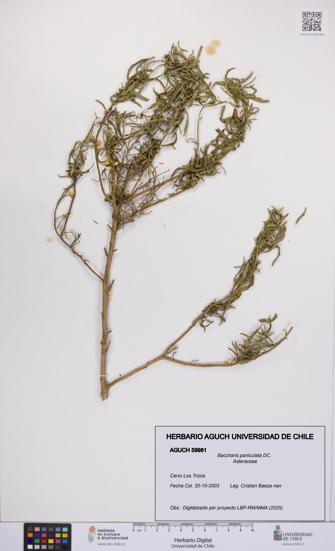 Baccharis paniculata [Espécimen: UCH:AGUCH:0059981]