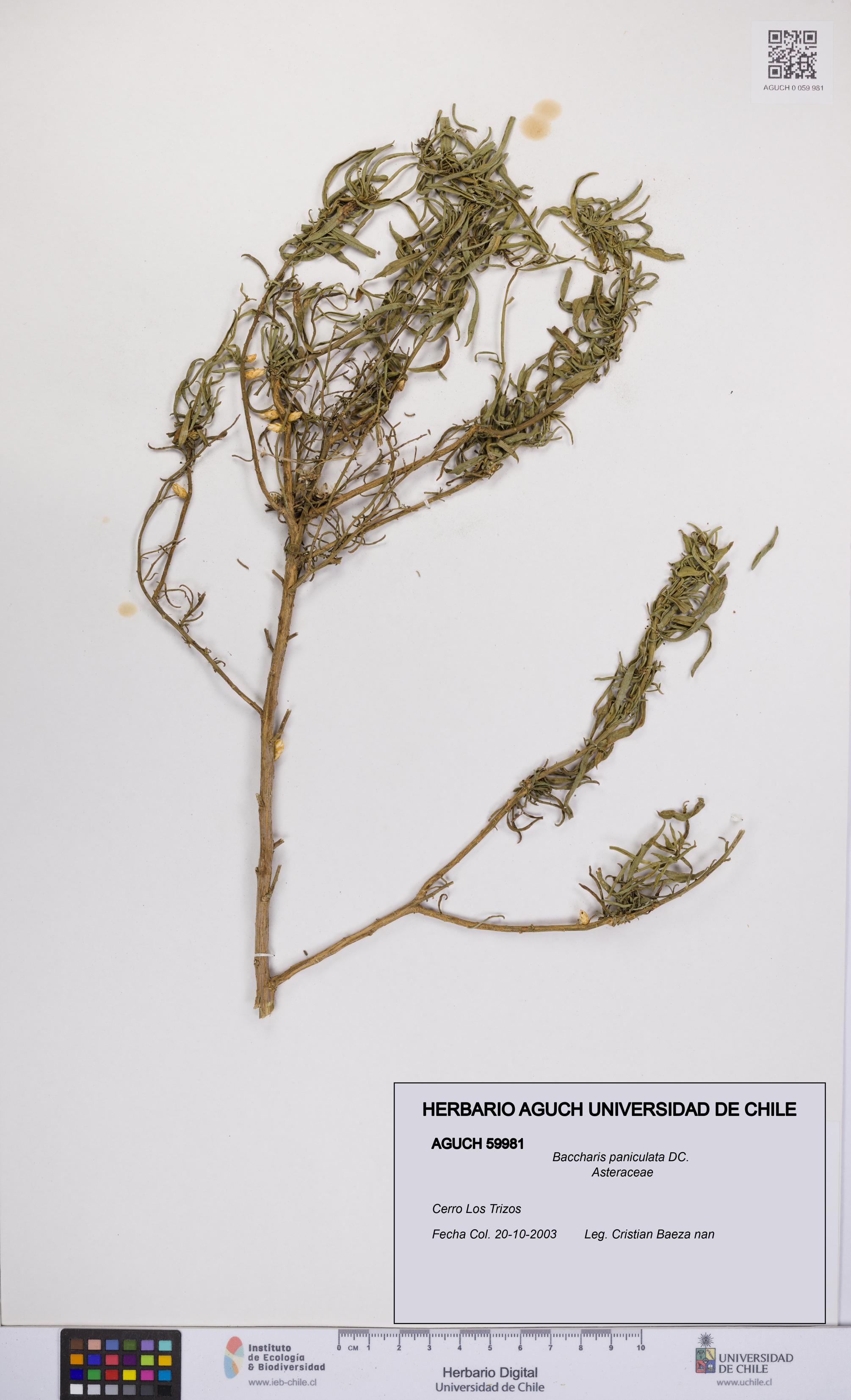 Baccharis paniculata [Espécimen: UCH:AGUCH:0059981]