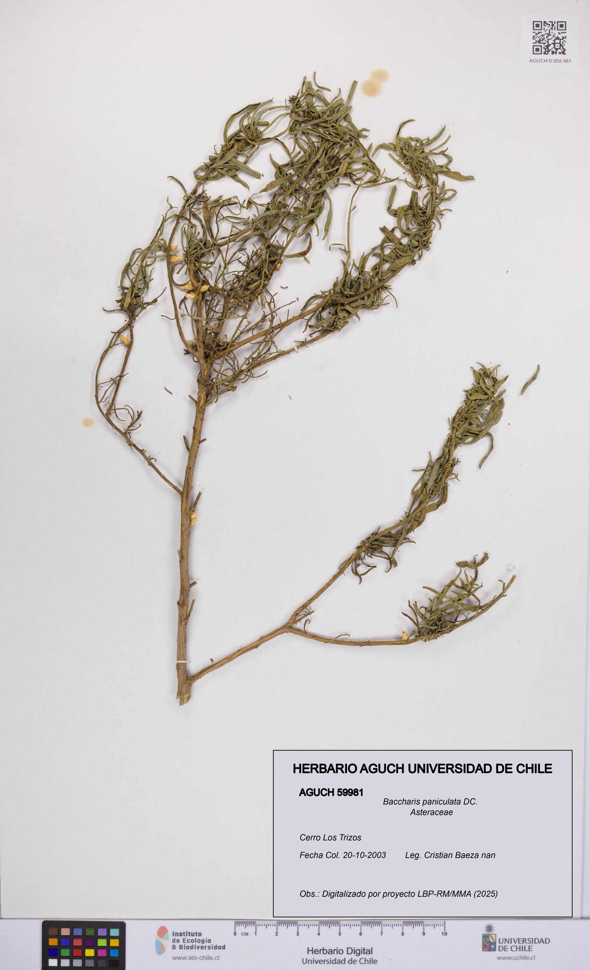 Baccharis paniculata [Espécimen: UCH:AGUCH:0059981]