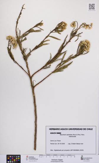 Baccharis salicifolia [Espécimen: UCH:AGUCH:0059982]