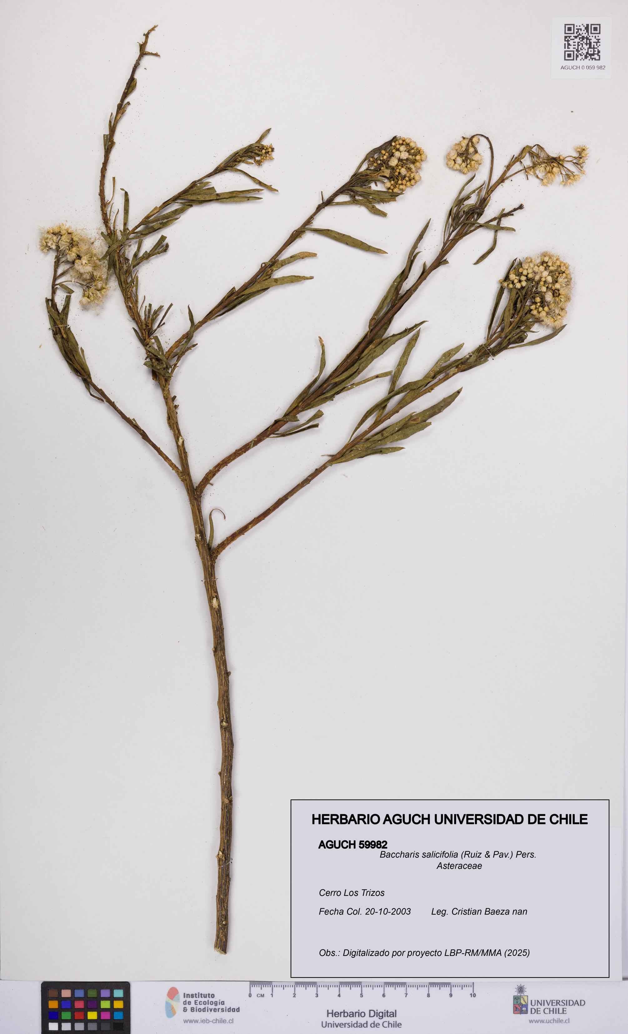 Baccharis salicifolia [Espécimen: UCH:AGUCH:0059982]