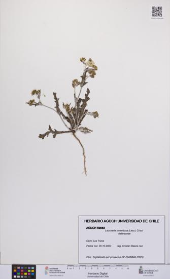 Leucheria tomentosa [Espécimen: UCH:AGUCH:0059983]