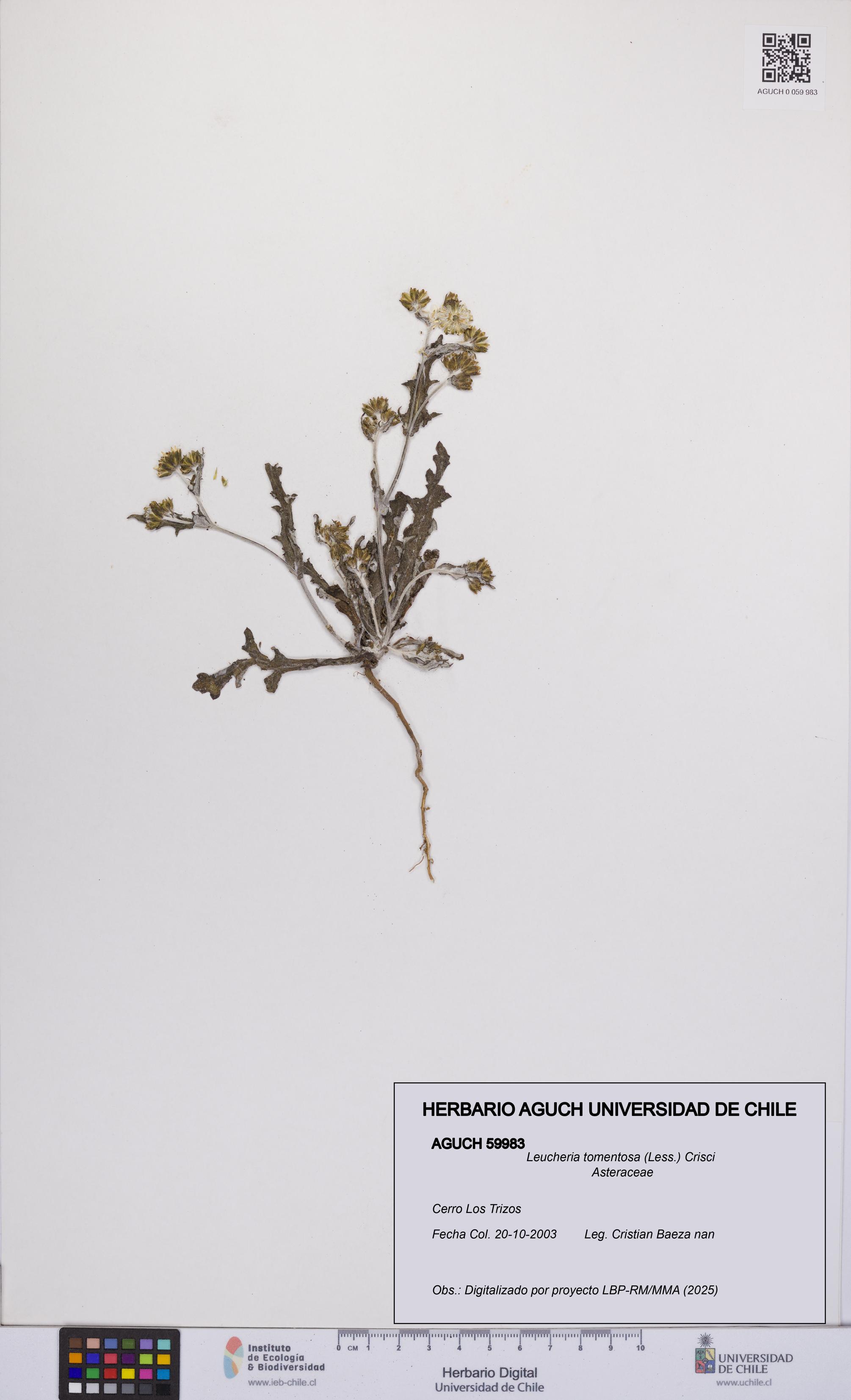 Leucheria tomentosa [Espécimen: UCH:AGUCH:0059983]