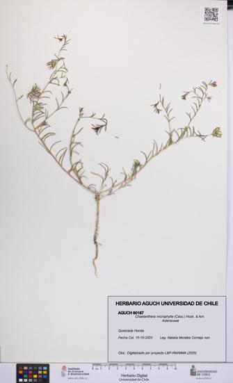 Chaetanthera microphylla [Espécimen: UCH:AGUCH:0060167]