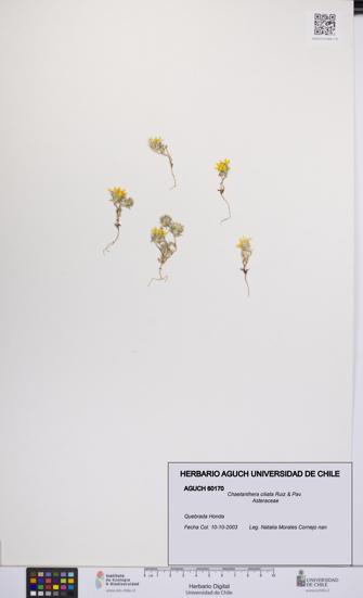 Chaetanthera ciliata [Espécimen: UCH:AGUCH:0060170]