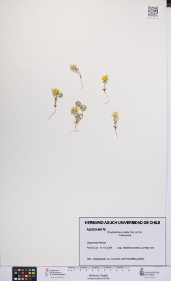 Chaetanthera ciliata [Espécimen: UCH:AGUCH:0060170]