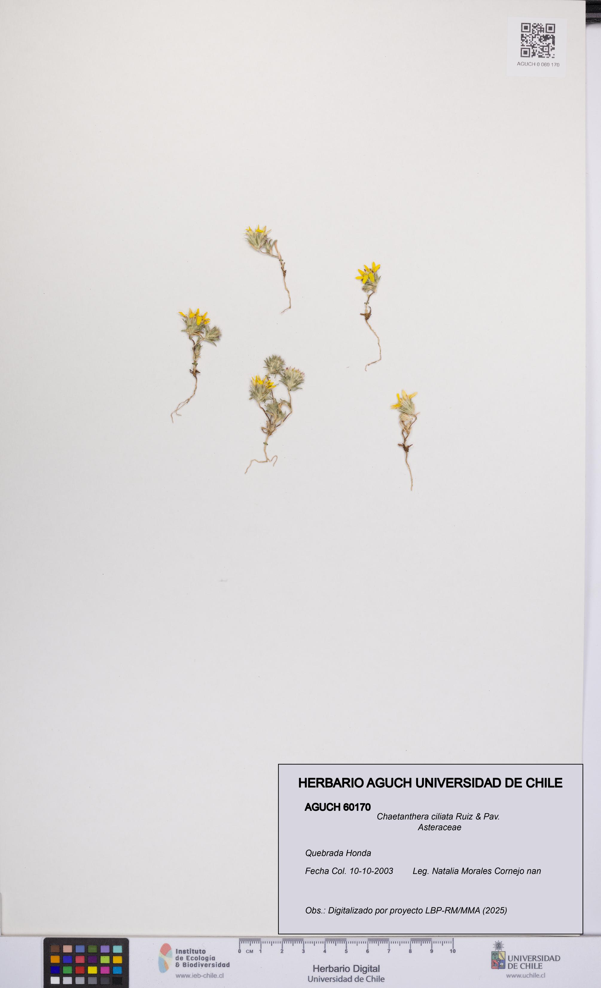 Chaetanthera ciliata [Espécimen: UCH:AGUCH:0060170]