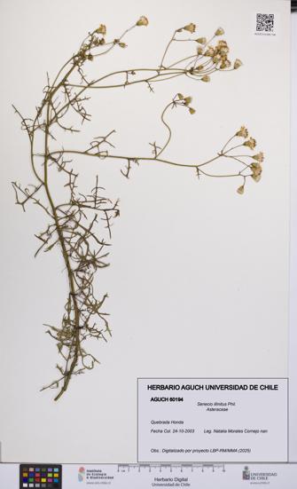 Senecio illinitus [Espécimen: UCH:AGUCH:0060194]