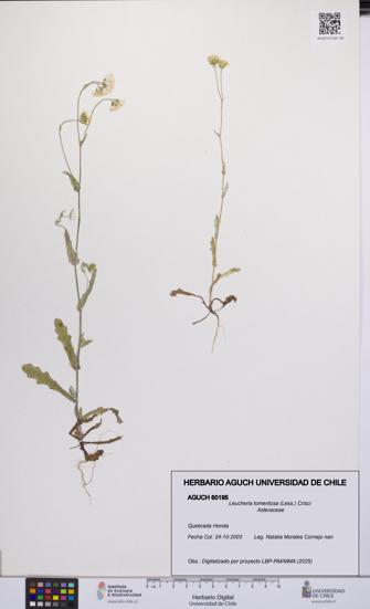 Leucheria tomentosa [Espécimen: UCH:AGUCH:0060195]