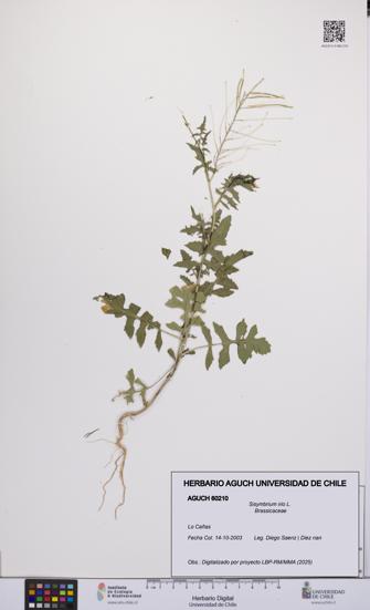 Sisymbrium irio [Espécimen: UCH:AGUCH:0060210]