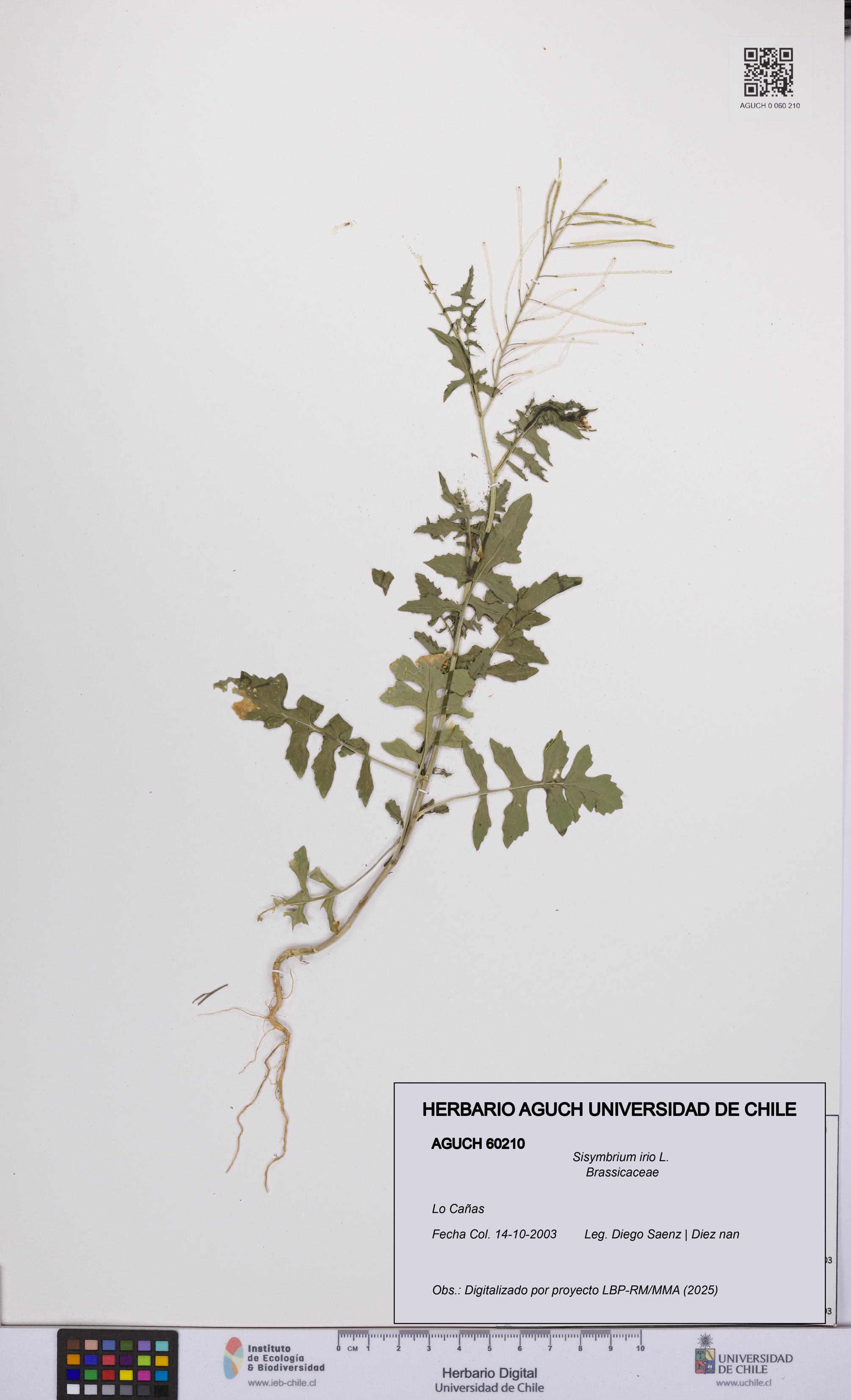 Sisymbrium irio [Espécimen: UCH:AGUCH:0060210]