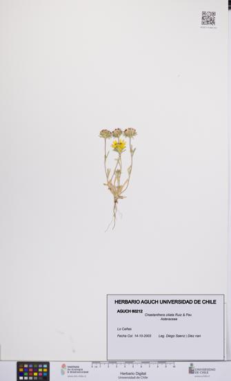 Chaetanthera ciliata [Espécimen: UCH:AGUCH:0060212]