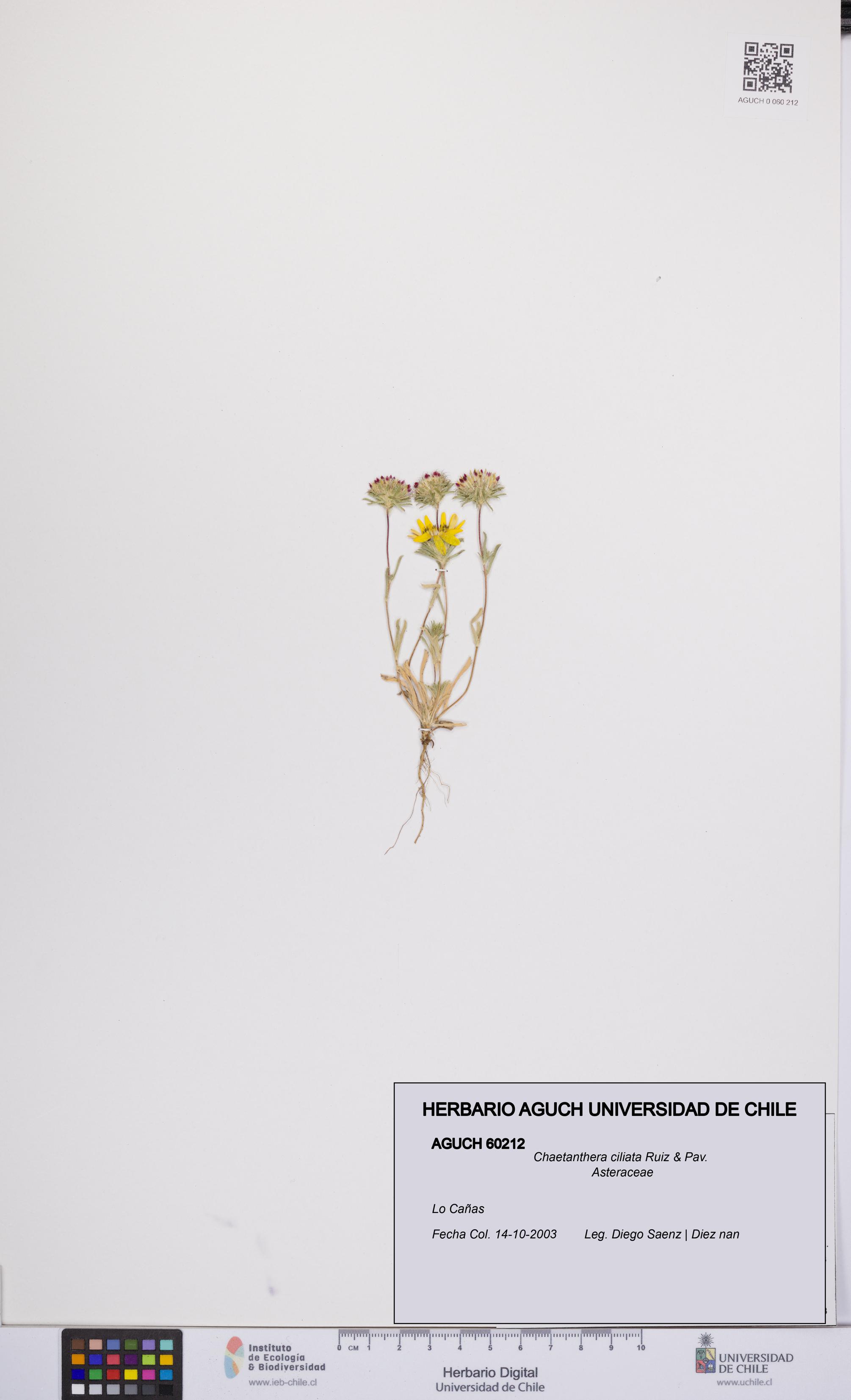 Chaetanthera ciliata [Espécimen: UCH:AGUCH:0060212]