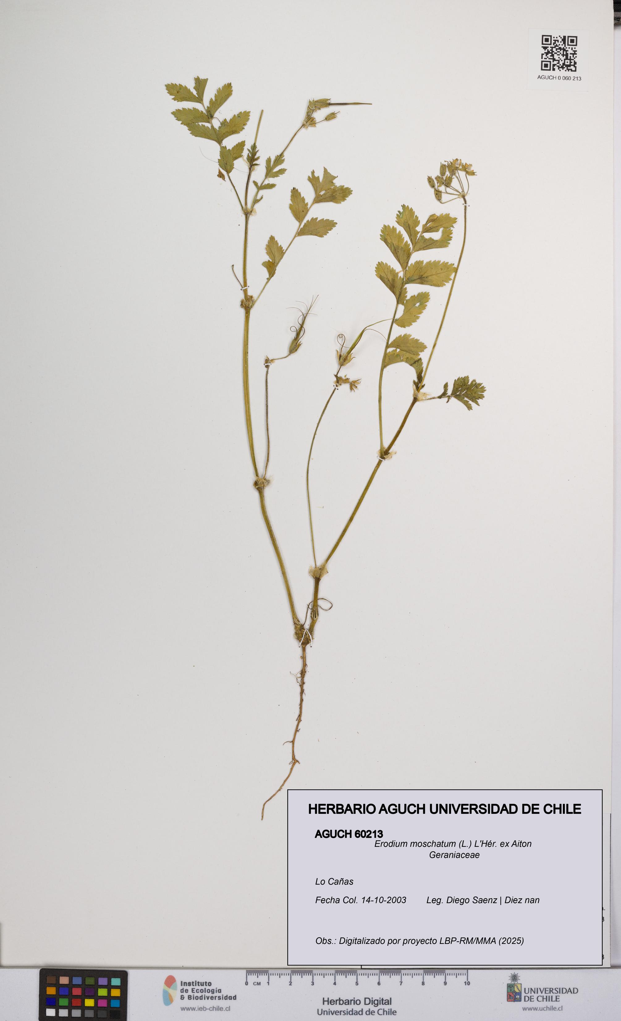 Erodium moschatum [Espécimen: UCH:AGUCH:0060213]