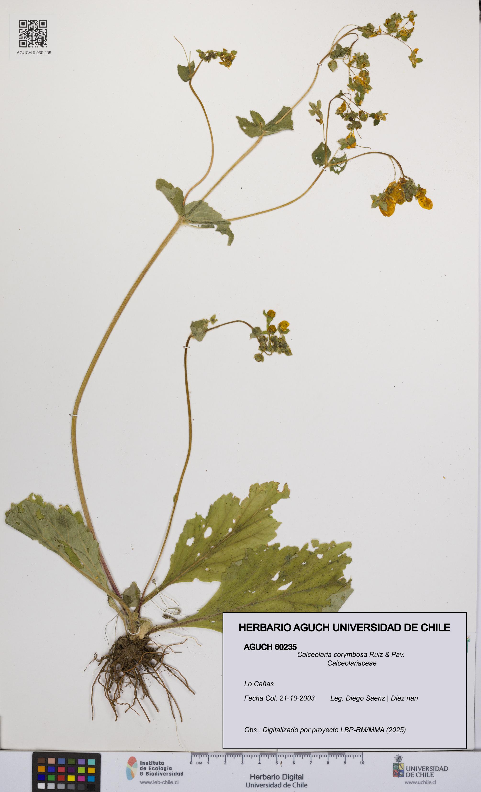 Calceolaria corymbosa [Espécimen: UCH:AGUCH:0060235]