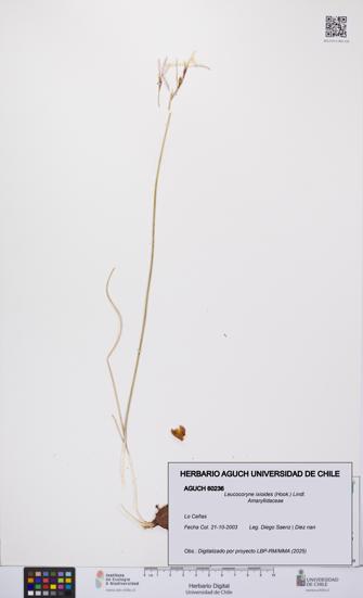 Leucocoryne ixioides [Espécimen: UCH:AGUCH:0060236]
