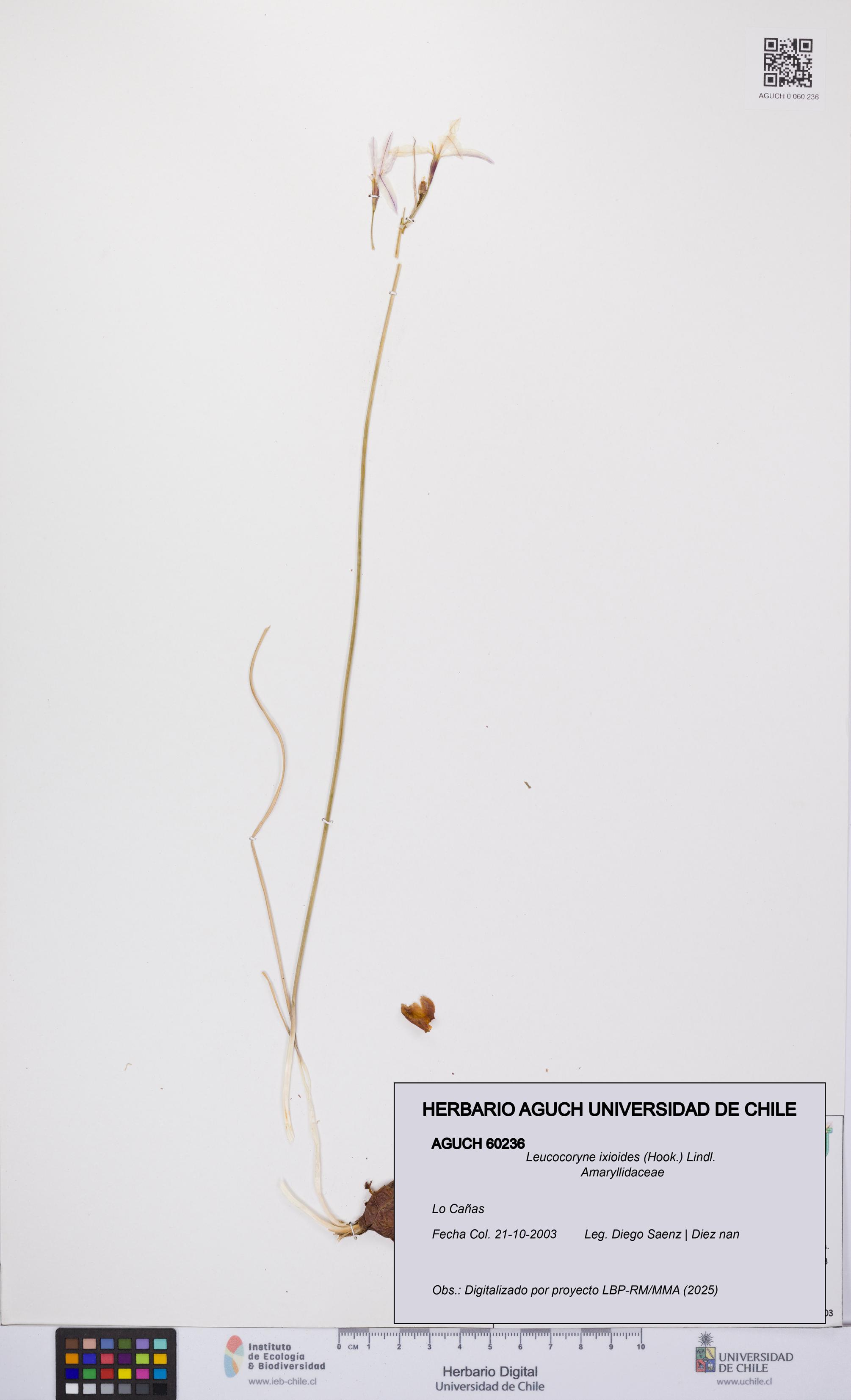 Leucocoryne ixioides [Espécimen: UCH:AGUCH:0060236]