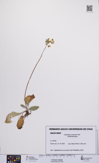 Calceolaria pratensis [Espécimen: UCH:AGUCH:0060237]
