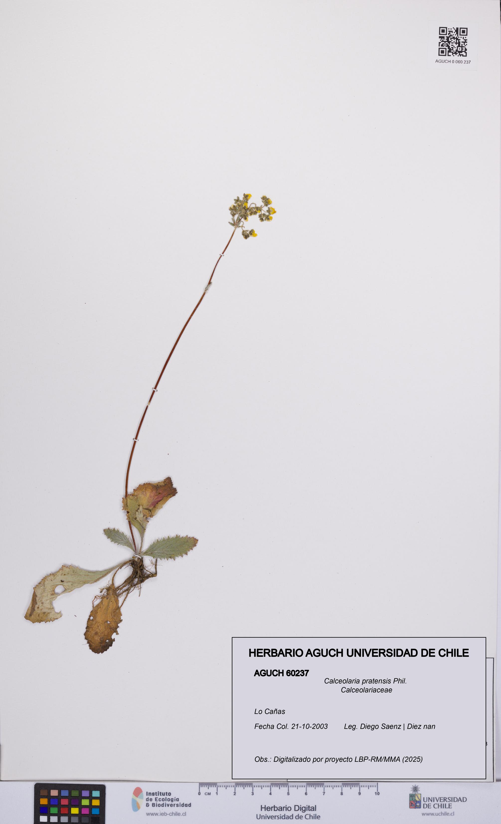 Calceolaria pratensis [Espécimen: UCH:AGUCH:0060237]