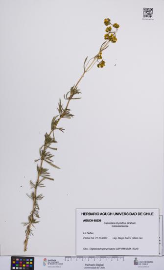 Calceolaria thyrsiflora [Espécimen: UCH:AGUCH:0060239]