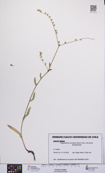 Plagiobothrys muricatus [Espécimen: ]