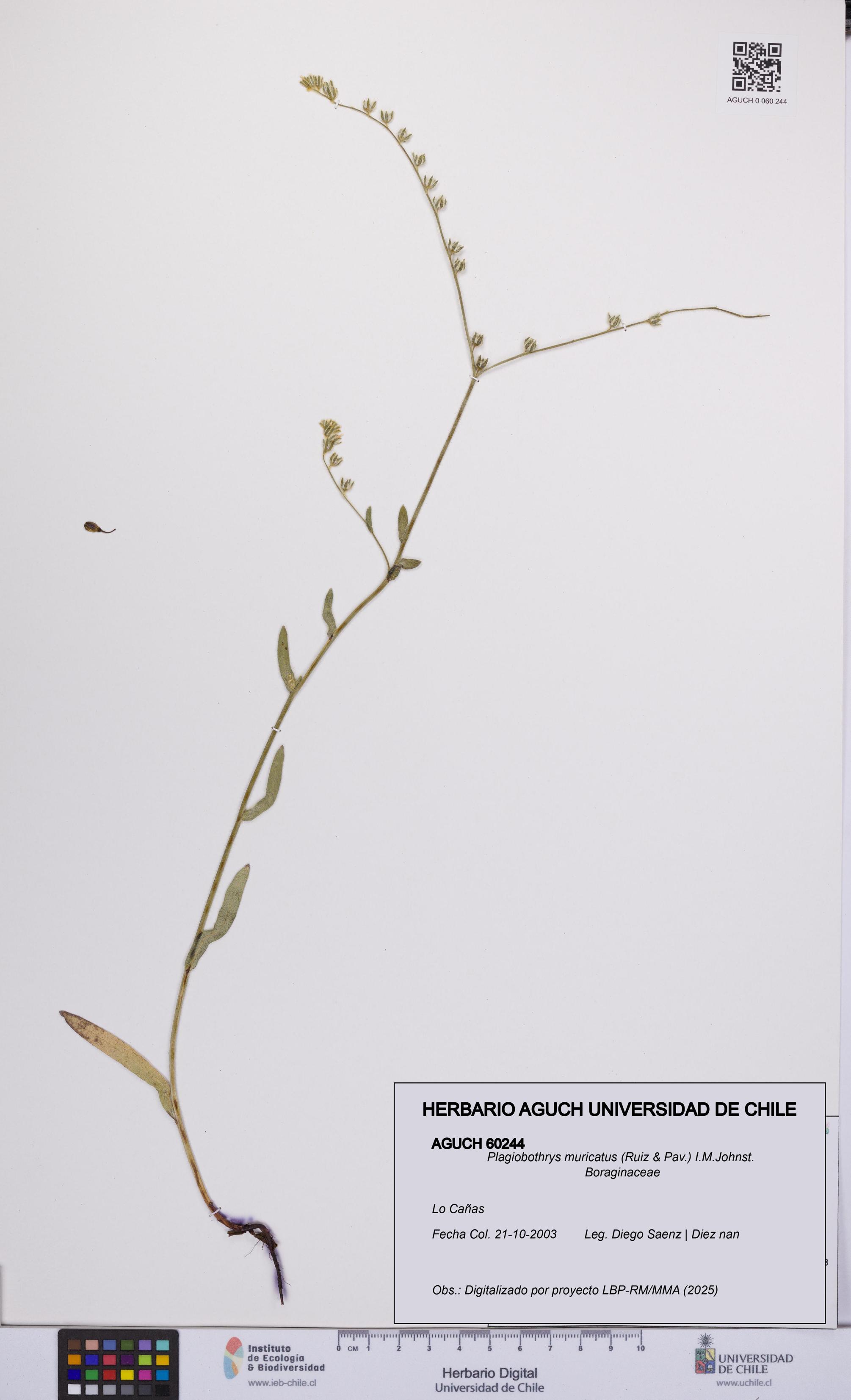 Plagiobothrys muricatus [Espécimen: ]