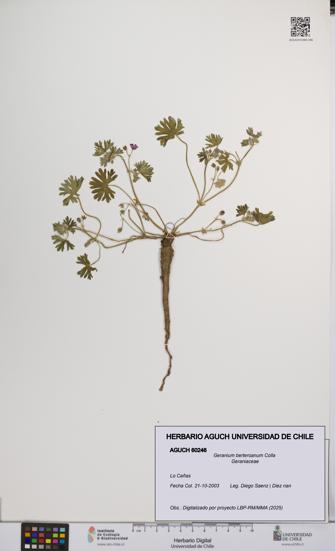 Geranium berteroanum [Espécimen: UCH:AGUCH:0060246]