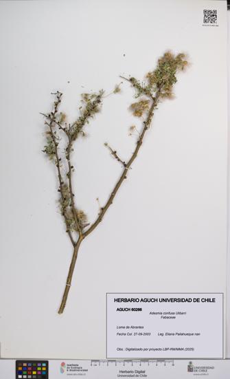 Adesmia confusa [Espécimen: UCH:AGUCH:0060266]
