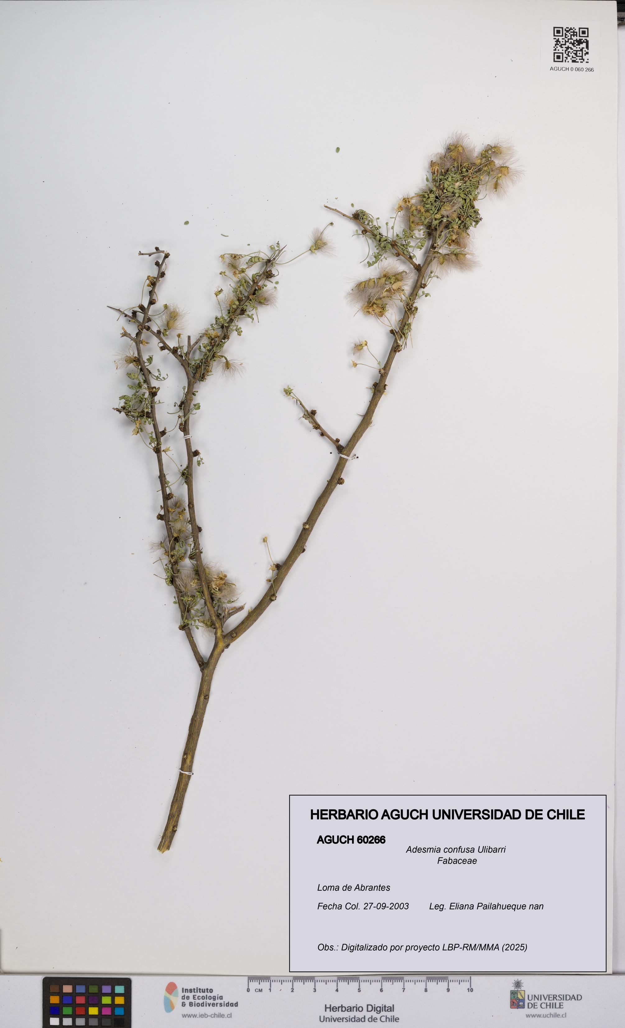 Adesmia confusa [Espécimen: UCH:AGUCH:0060266]