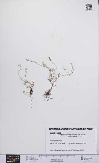 Plagiobothrys procumbens [Espécimen: UCH:AGUCH:0060277]