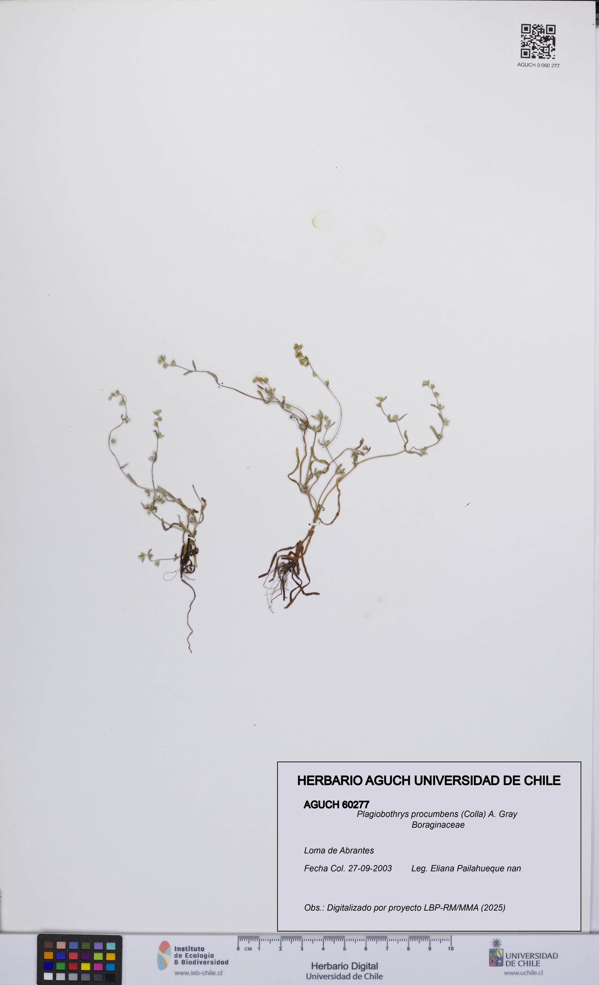 Plagiobothrys procumbens [Espécimen: UCH:AGUCH:0060277]