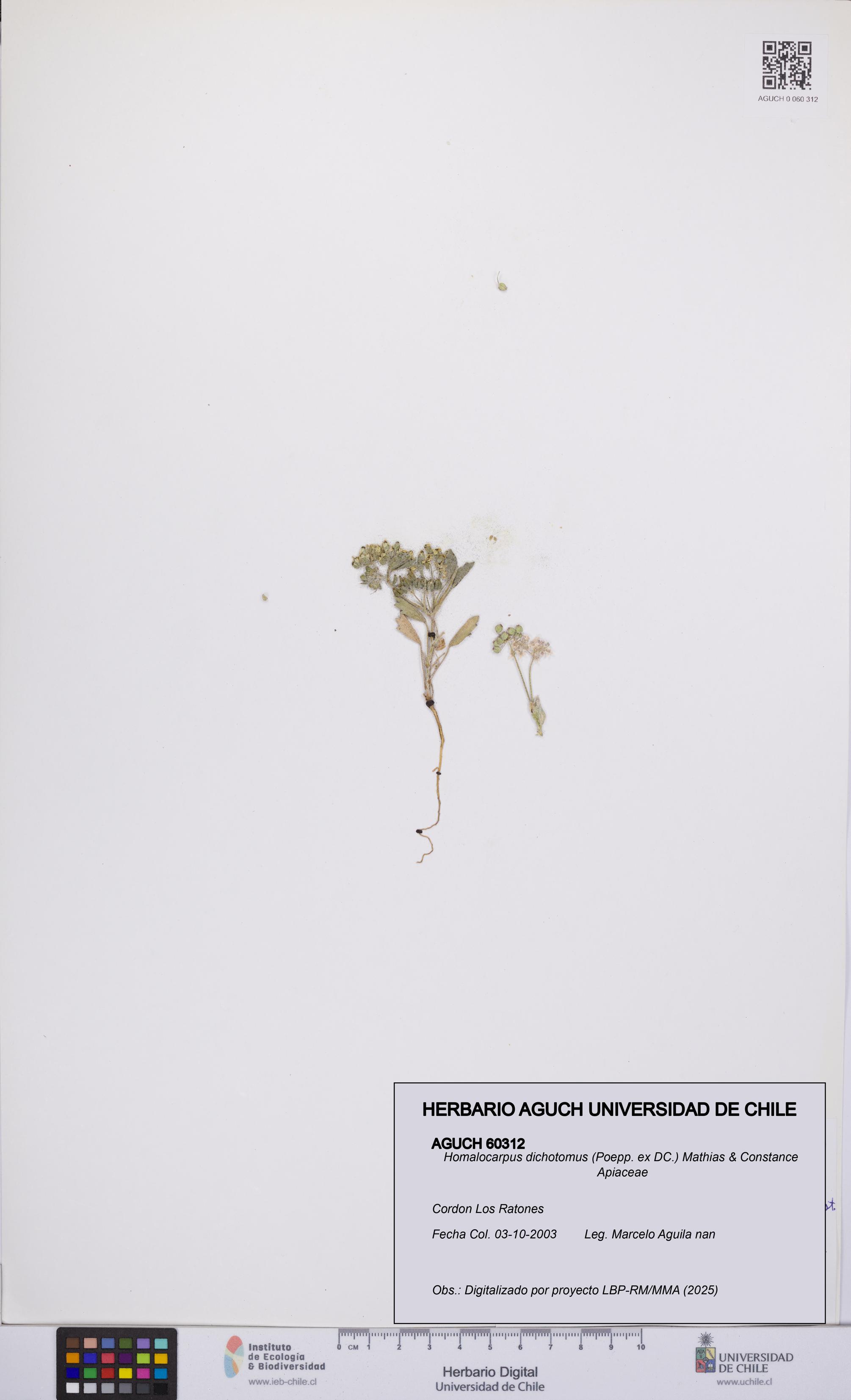 Homalocarpus dichotomus [Espécimen: UCH:AGUCH:0060312]