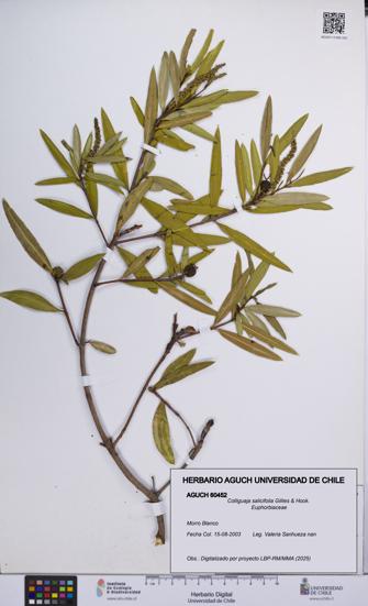 Colliguaja salicifolia [Espécimen: UCH:AGUCH:0060452]