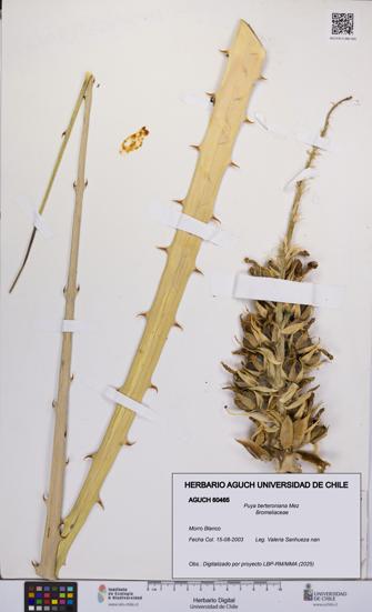 Puya berteroniana [Espécimen: UCH:AGUCH:0060465]