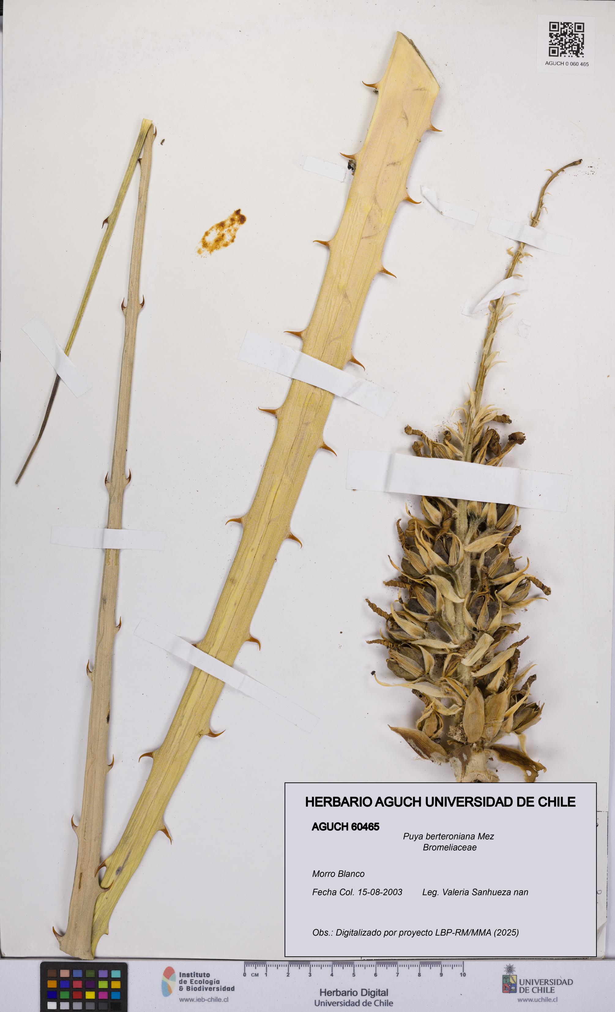 Puya berteroniana [Espécimen: UCH:AGUCH:0060465]