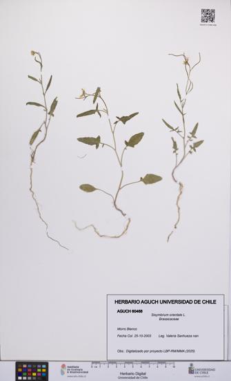 Sisymbrium orientale [Espécimen: UCH:AGUCH:0060468]