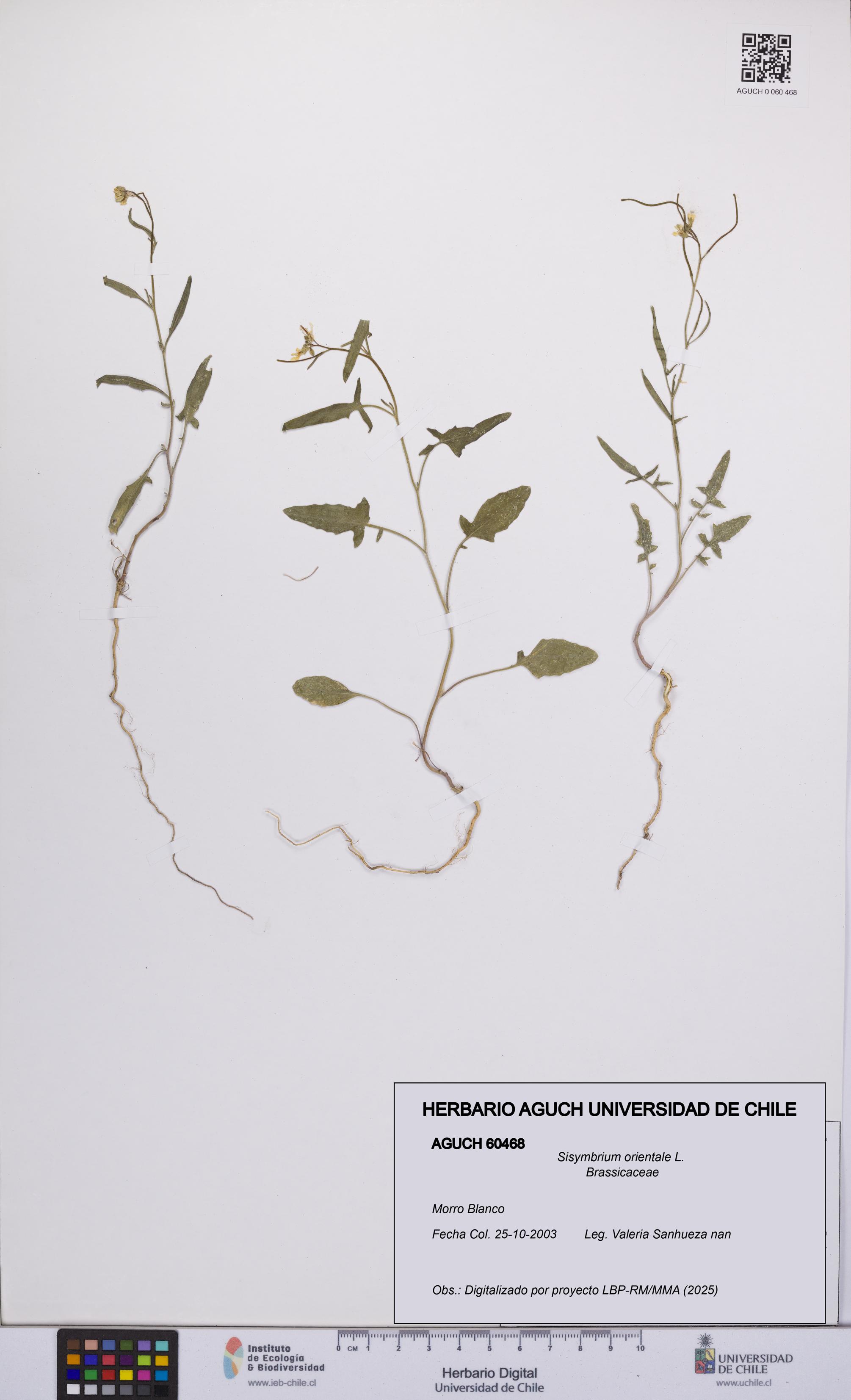 Sisymbrium orientale [Espécimen: UCH:AGUCH:0060468]