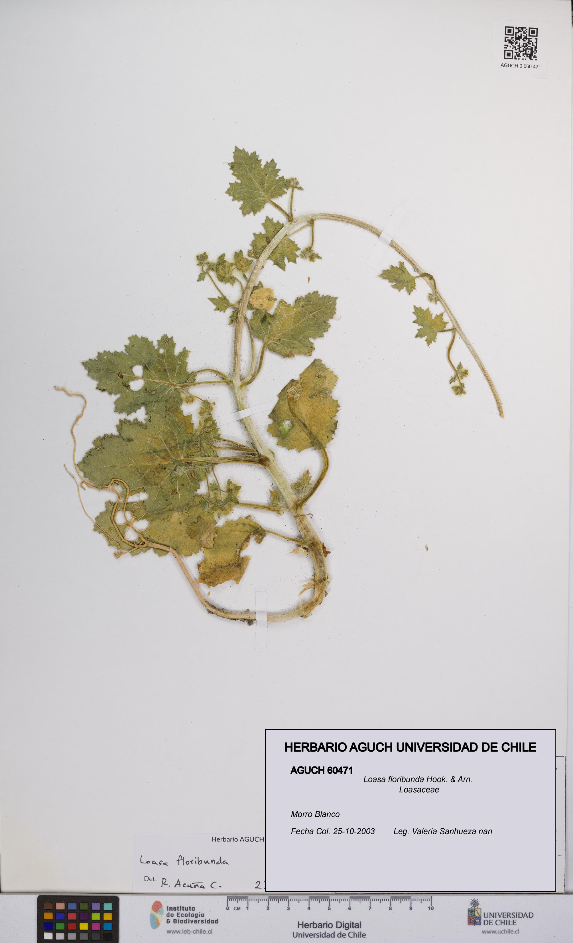 Loasa floribunda [Espécimen: UCH:AGUCH:0060471]