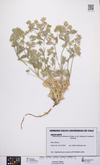 Homalocarpus dichotomus [Espécimen: UCH:AGUCH:0060475]