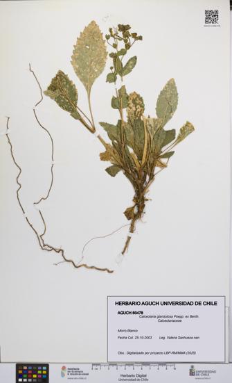 Calceolaria glandulosa [Espécimen: UCH:AGUCH:0060478]