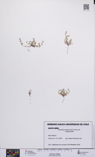 Pectocarya linearis [Espécimen: UCH:AGUCH:0060506]