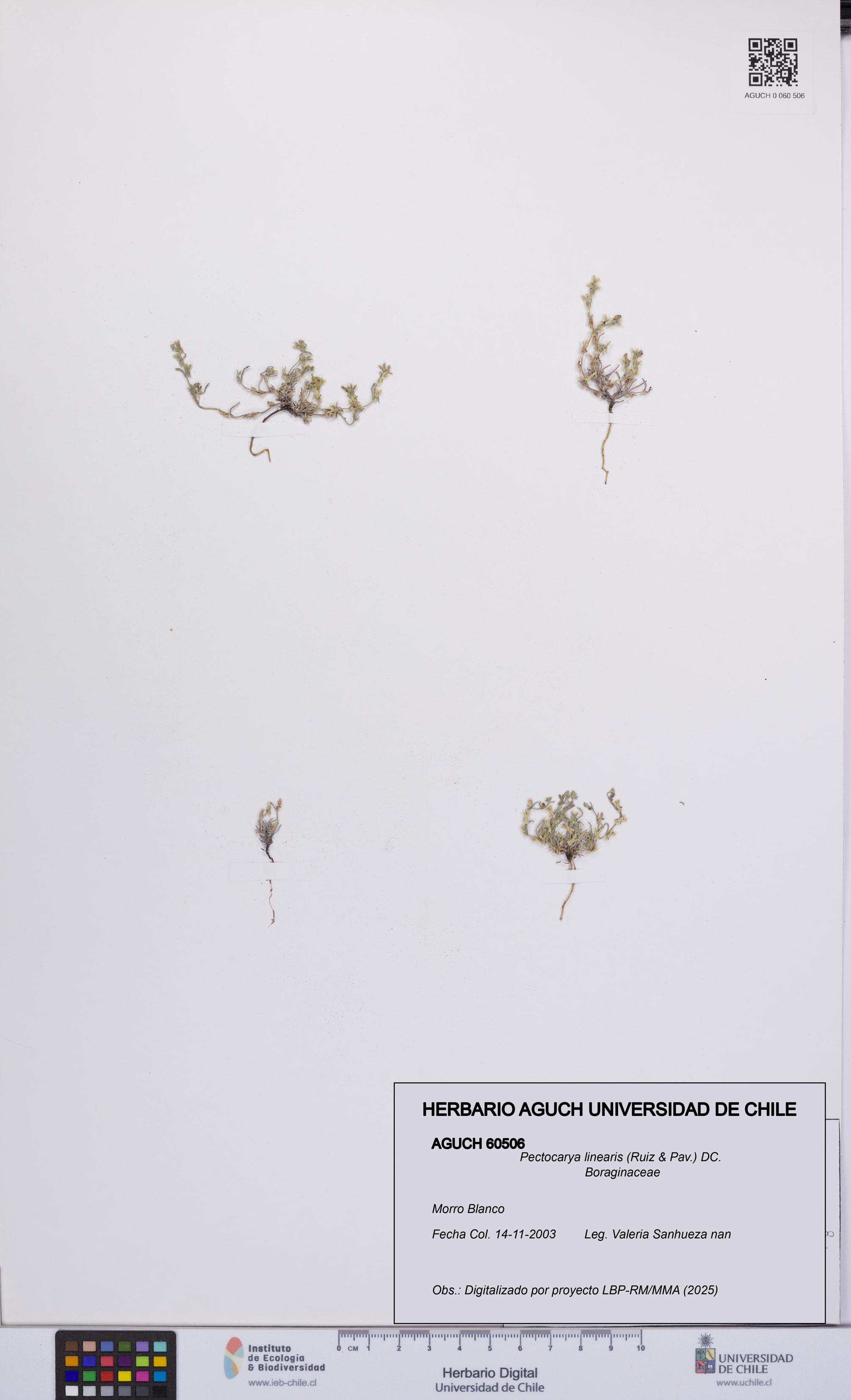 Pectocarya linearis [Espécimen: UCH:AGUCH:0060506]