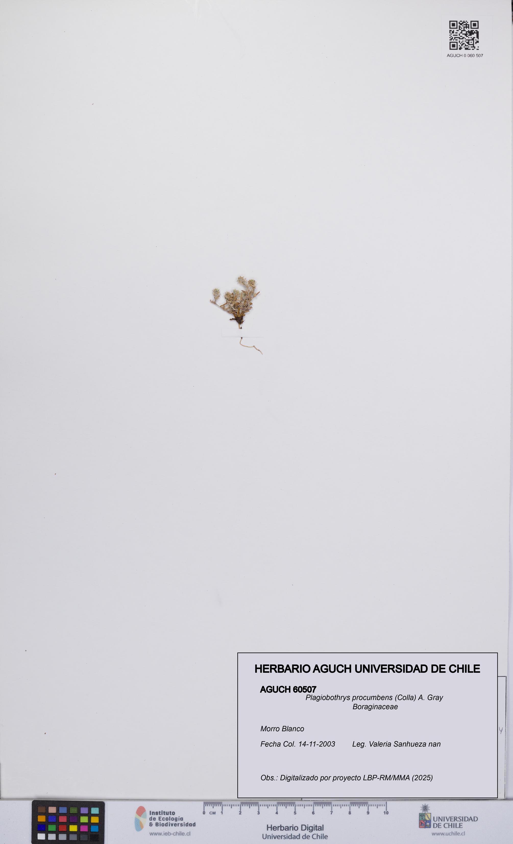 Plagiobothrys procumbens [Espécimen: UCH:AGUCH:0060507]