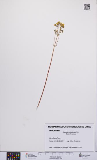 Calceolaria pratensis [Espécimen: UCH:AGUCH:0060511]