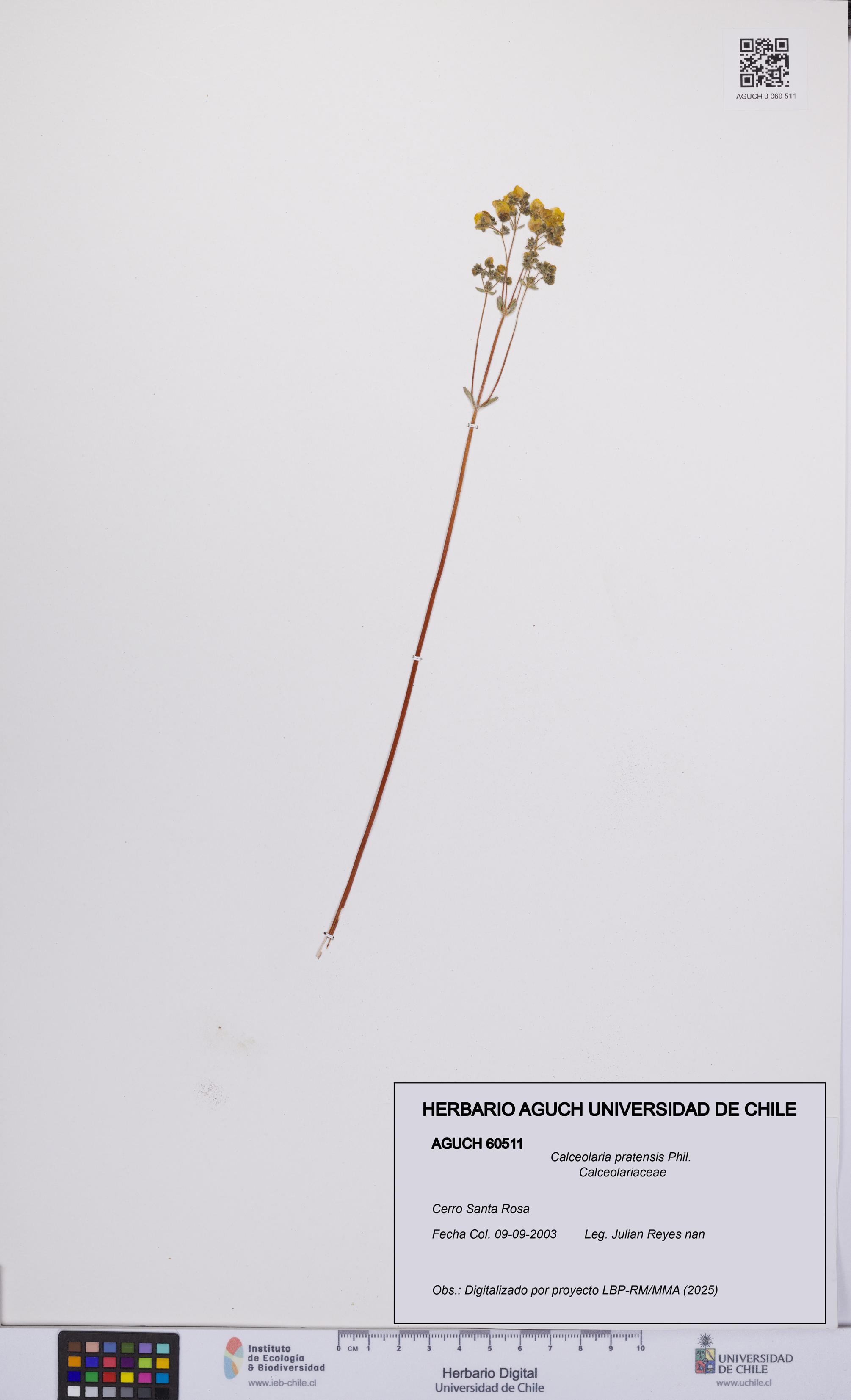 Calceolaria pratensis [Espécimen: UCH:AGUCH:0060511]